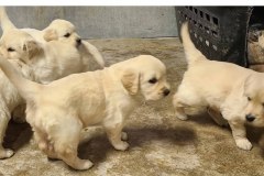 Six Puppies Playing