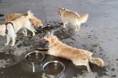 Thirsty Puppies